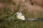 آبشار فیض‌آباد؛ جاذبه‌ای پنهان در 45 کیلومتری شمال‌غرب راور