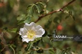 آبشار فیض‌آباد؛ جاذبه‌ای پنهان در 45 کیلومتری شمال‌غرب راور