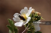 آبشار فیض‌آباد؛ جاذبه‌ای پنهان در 45 کیلومتری شمال‌غرب راور