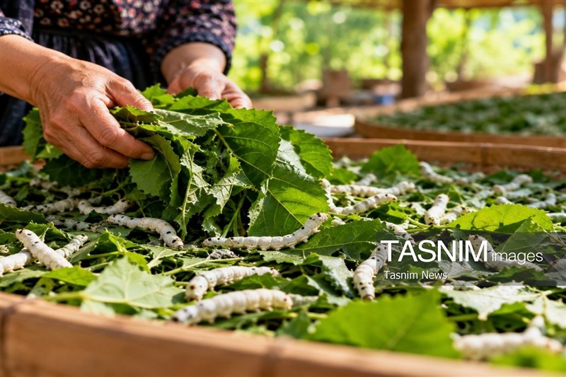 اخبار رشت , اخبار استان گیلان , نظام مسائل استان گیلان , کشاورزی ,