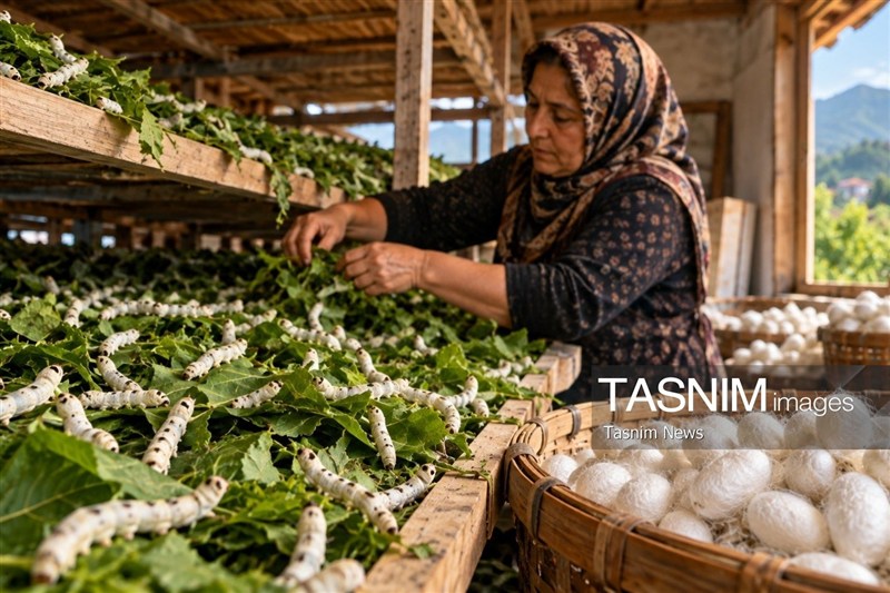 اخبار رشت , اخبار استان گیلان , نظام مسائل استان گیلان , کشاورزی ,